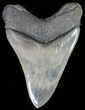 Fossil Megalodon Tooth - Serrated Blade #64775-2